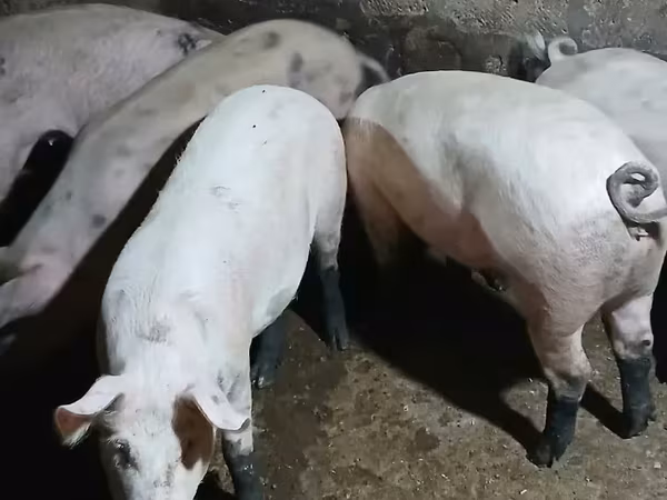 Säue, Schweine