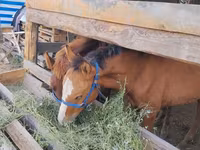Horse (M), Horses — photo 1