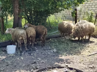 Ram, Sheep — photo 4