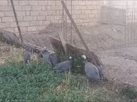 Mirvari Boz — foto 3