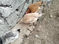 Chickens — Foto 1