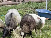 Schaf, Romanov sheep — Foto 3