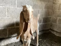 Echki, Nubian Goat — 3-rasm