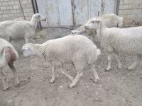 Qoç, Qoyunlar — foto 1