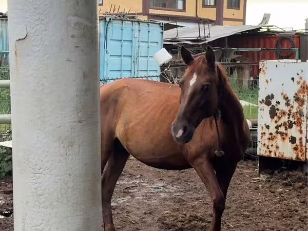 Madyan, Thoroughbred horse