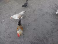 Japonský bantam — foto 1