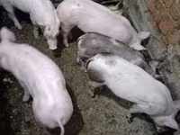 Чочколор (партия, жынысы көрсөтүлгөн эмес), Чочколор — сүрөт 2