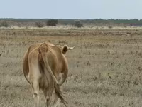 Vaca, Latvian Blue cattle — foto 5
