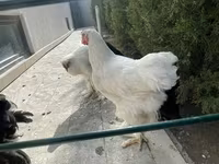 婆罗门鸡 — 照片 2