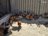 Chickens — الصورة 2