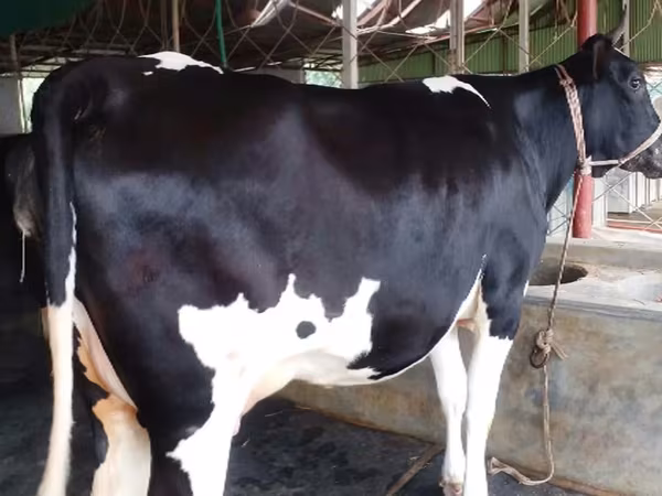 İnək, Russian Black pied cattle