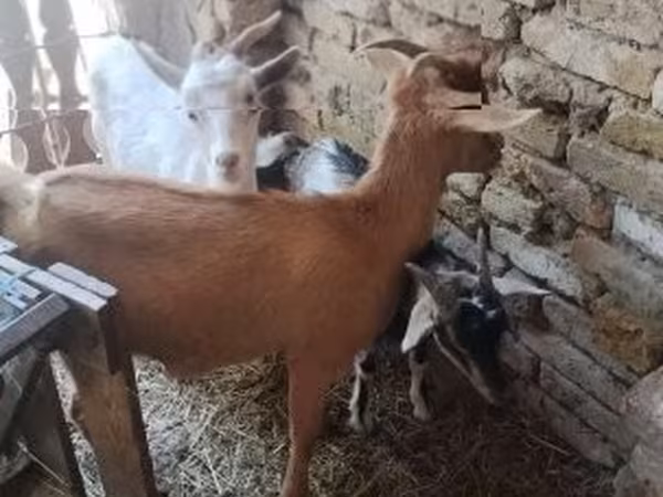Kozy (šarže, pohlaví neuvedeno), Kozy
