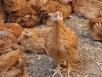 Chickens — Foto 7