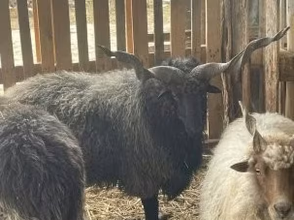 मेढ़ा, Racka sheep