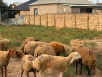 Qoyun, Apsheron sheep — foto 7
