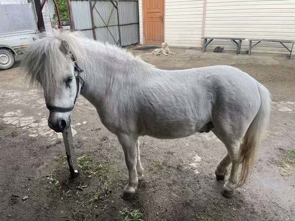 Koń, Konie