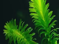 Էլոդեա Դենսա (Elodea densa) – 3 ճյուղ կենդանի ակվարիումային բույս — zdjęcie 2