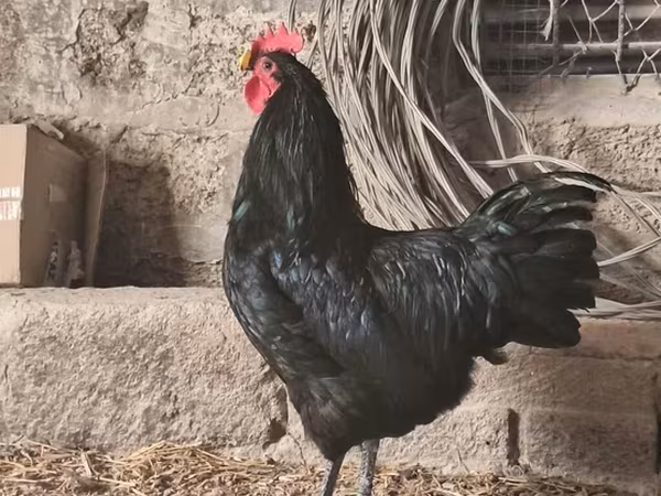 Australorp — Azərbaycan