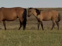 At, Bashkir horse — foto 6