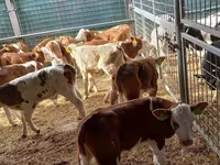 ثور, Simmental cattle — الصورة 3