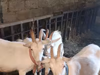 Goat, Goats — photo 1