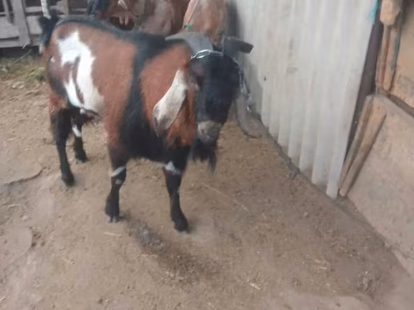 Cabro, Cabras