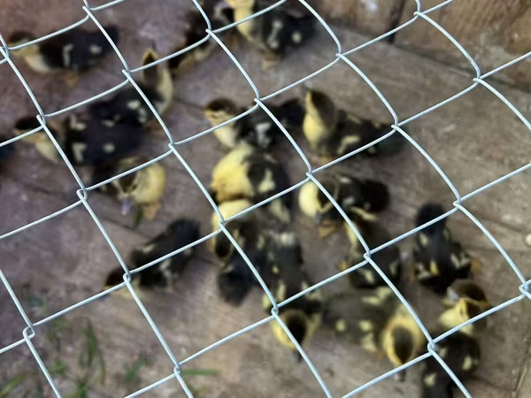 Ducks — Azerbaijan