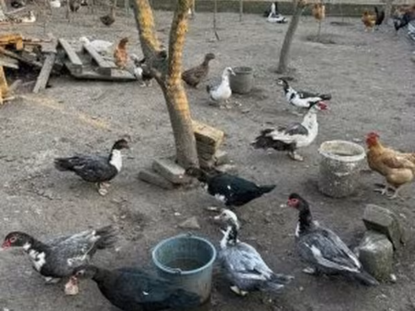 Ducks