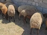Sheep, Sheep — photo 4