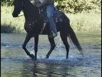 Kobyła, Tennessee Walking Horse — zdjęcie 5