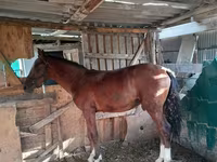 Mare, Horses — photo 3