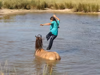 At, Gypsy horse — foto 3