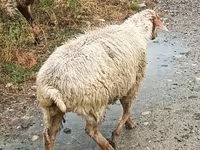भेड़, भेड़ — फ़ोटो 1