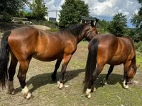 Égua, Međimurje horse — foto 4