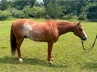 At, Quarter Horse — foto 1