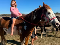 At, American paint horse — foto 6