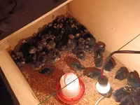 Chickens — Foto 2