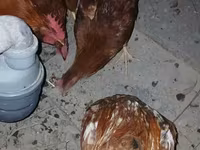 Chickens — foto 1
