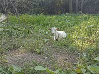 Dişi keçi, Orenburg goat — foto 1