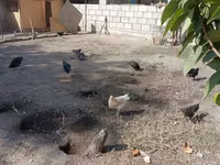 كوچينسكايا يوبيلينايا — الصورة 2