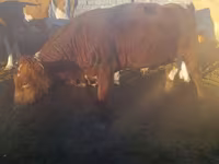 Bull, Cattle — photo 1