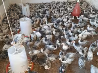 Chickens — photo 4