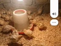 Chickens — फ़ोटो 3