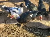 Ducks — Foto 2
