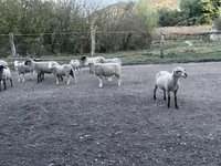 公羊, White Suffolk sheep — 照片 2