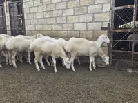 Sheep, Sheep — photo 5