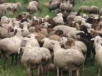 Sheep, Sheep — photo 6