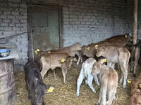 公牛, Cattle — 照片 8