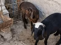 Goats (batch, sex not specified), Goats — photo 1