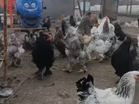 براهما — الصورة 2